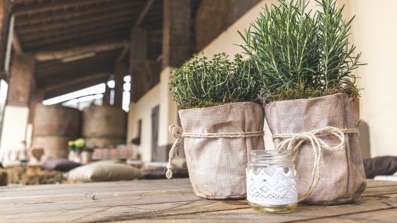 Ce plante trebuie să ai &icirc;n casa pentru a ține ț&acirc;nțarii la distanță