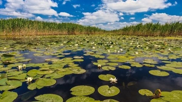 Dimineața pe doi cu Greeg și Cernat! Locul de la noi din țară unde turiştii vin fără oprire. Românii sunt din ce în ce mai captivați de Delta Dunării