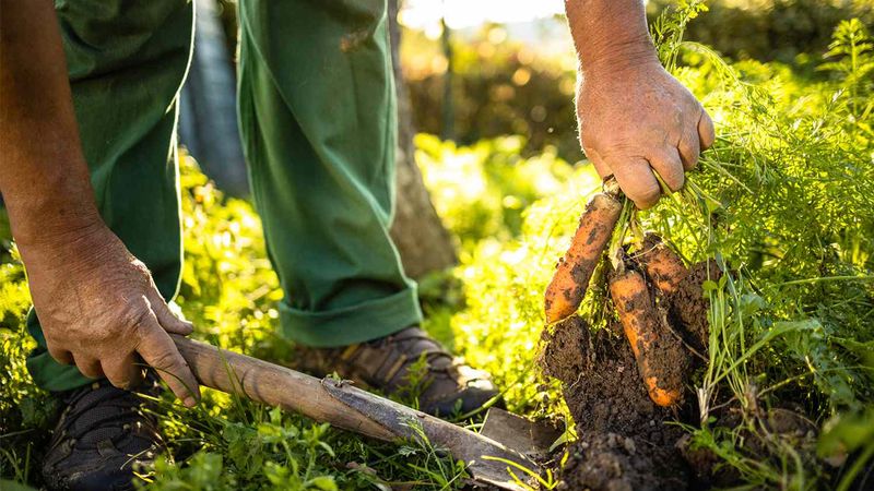 De ce este o idee bună să avem un solar de legume &icirc;n grădină?