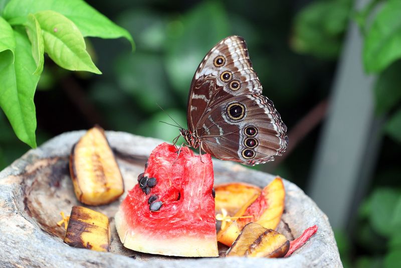 Fluturi tropicali Antipa
