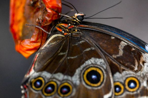 Expoziţie de fluturi exotici vii la Muzeul "Antipa"