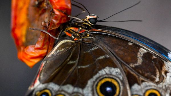 Expoziţie de fluturi exotici vii la Muzeul "Antipa"
