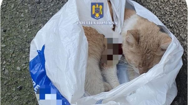 Dimineața pe doi cu Greeg și Cernat| Scene de o cruzime inimaginabilă. O femeie din Reșița și-a abandonat pisica rănită într-o pungă pe o stradă. A fost amendată de către poliţişti cu suma de 12.000 de lei