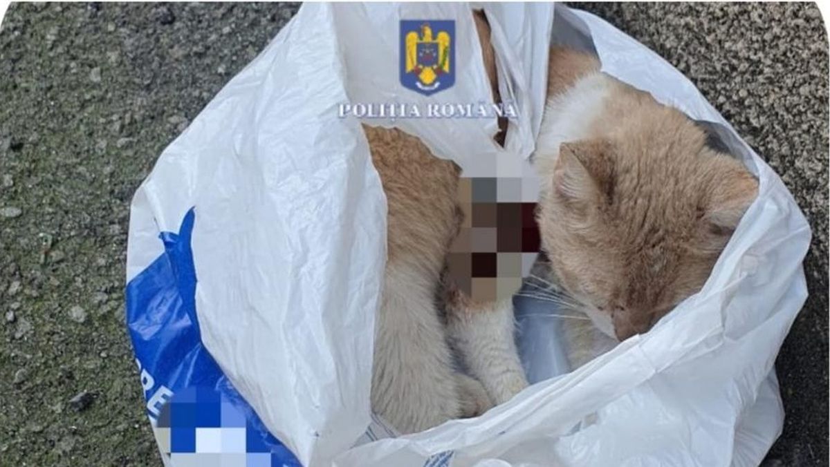 O femeie din Reșița și-a abandonat pisica rănită într-o pungă pe o stradă