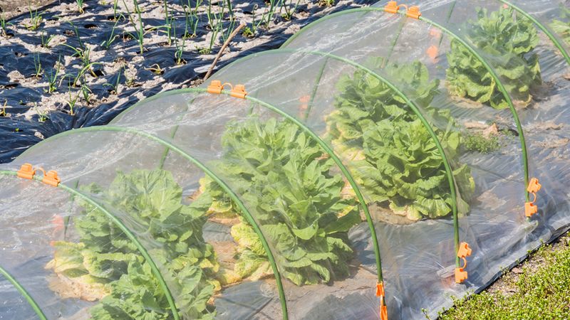 Folia de acoperire pentru solar: Un instrument esențial &icirc;n agricultura modernă 