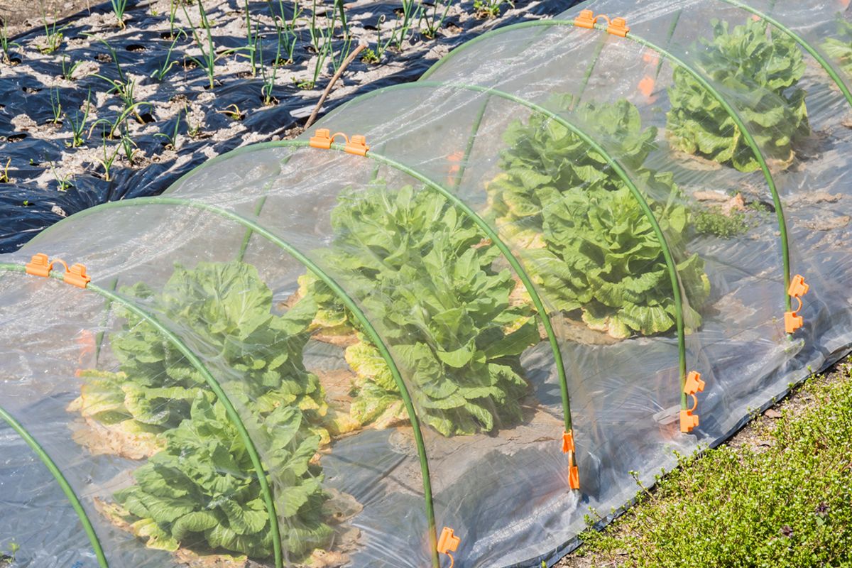 Folia de acoperire pentru solar: Un instrument esențial &icirc;n agricultura modernă 