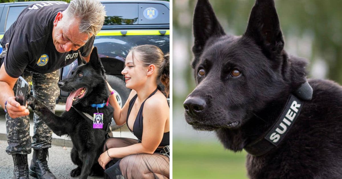 Suier, cainele politist de la Untold