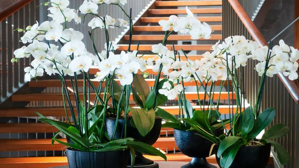 Cum să crești nivelul de energie pozitivă din locuință cu ajutorul plantelor