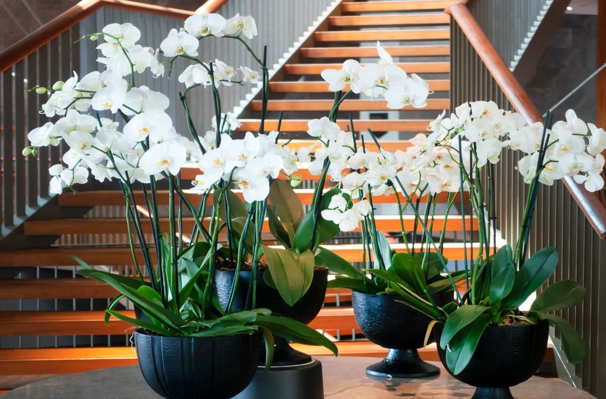 11 plante de apartament care ofera energie