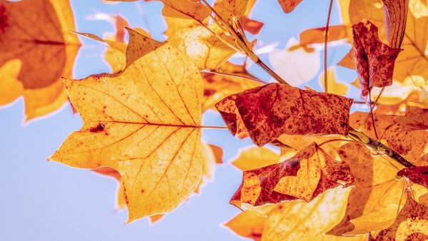 Vremea se încălzește semnificativ în următoarele trei săptămâni. Anunțul făcut de meteorologi