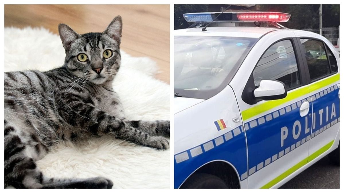  Un bărbat a fost reținut de polițiști după ce a împușcat pisica unui vecin