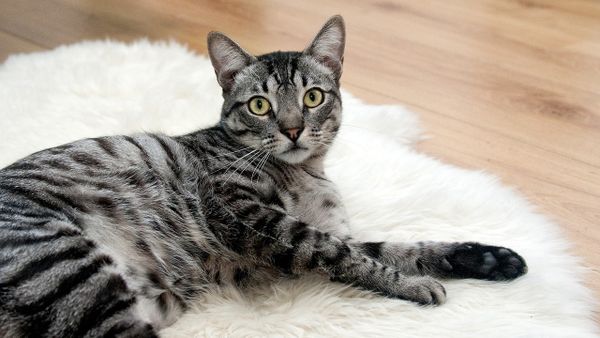Dimineața pe doi cu Greeg și Cernat| &Icirc;nt&acirc;mplare nefastă a avut loc &icirc;n Capitală. Un bărbat a fost reținut de polițiști după ce a &icirc;mpușcat pisica unui vecin