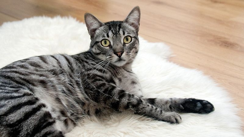 Dimineața pe doi cu Greeg și Cernat| &Icirc;nt&acirc;mplare nefastă a avut loc &icirc;n Capitală. Un bărbat a fost reținut de polițiști după ce a &icirc;mpușcat pisica unui vecin