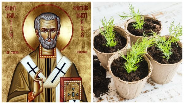 Când se pune grâul la încolțit de Sf. Andrei și ce semnificație are acest obicei?