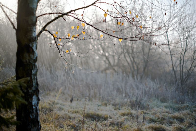 Cum va fi vremea până de Crăciun 2023?