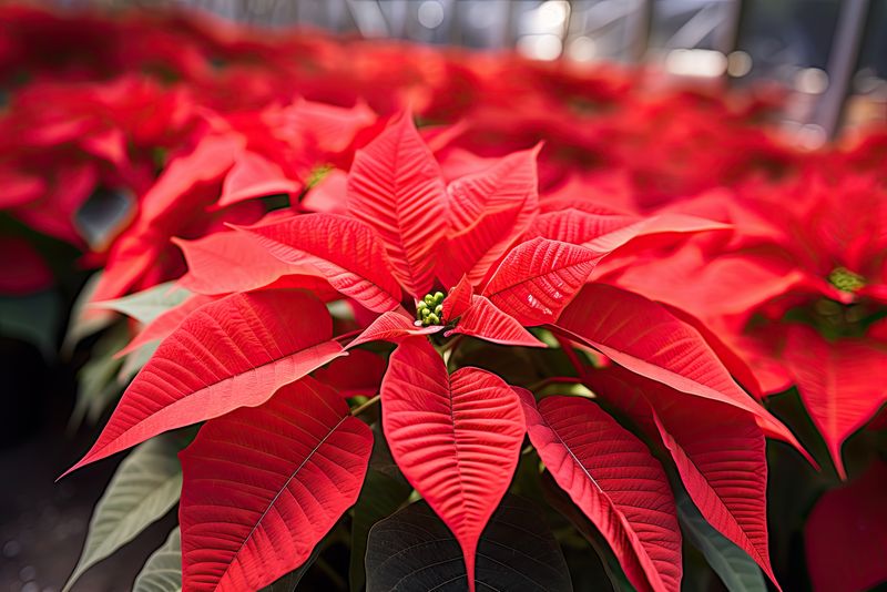 În luna decembrie, românii țin cont de tradițiile și obiceiurile asociate sărbătorilor