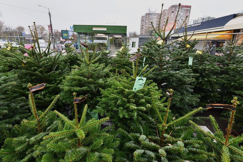  Iată la ce prețuri ajung brazii în piețele din București