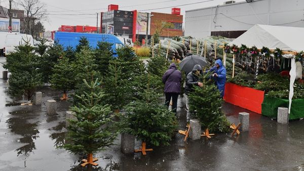 Cât costă un brad de Crăciun în piețele din București în 2023?