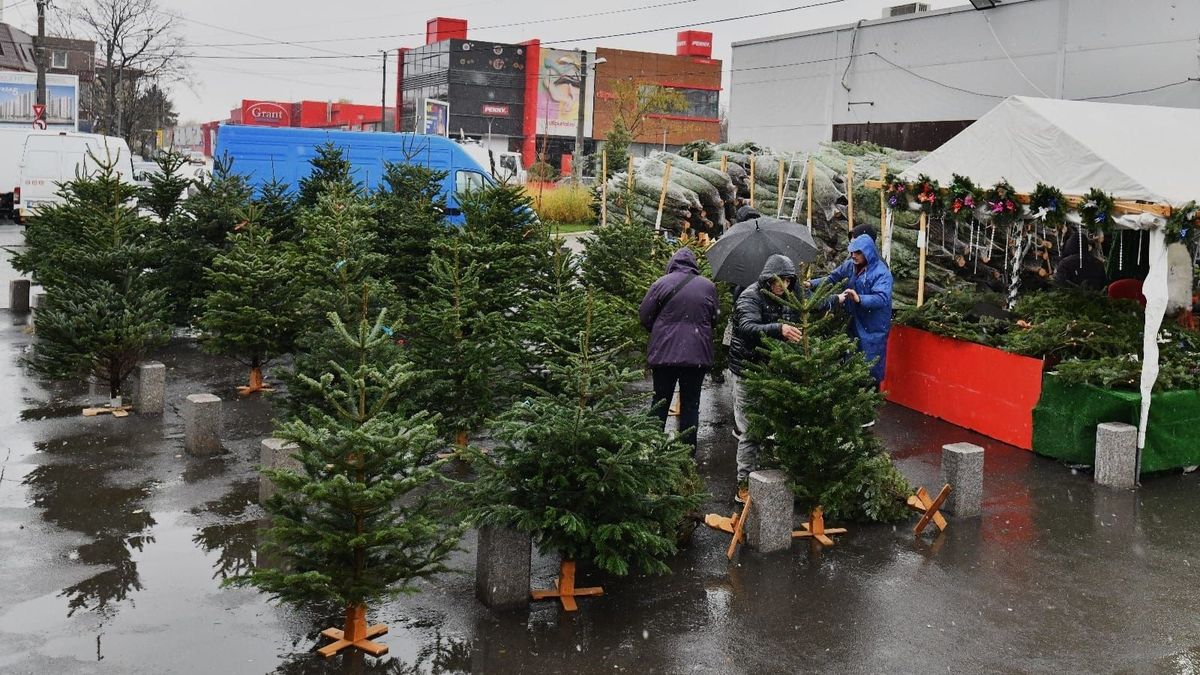 Cât costă un brad de Crăciun in piețele din București în 2023?