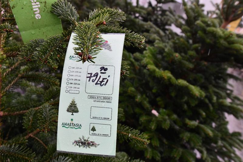 Cât costă un brad natural la piețele din Capitală?