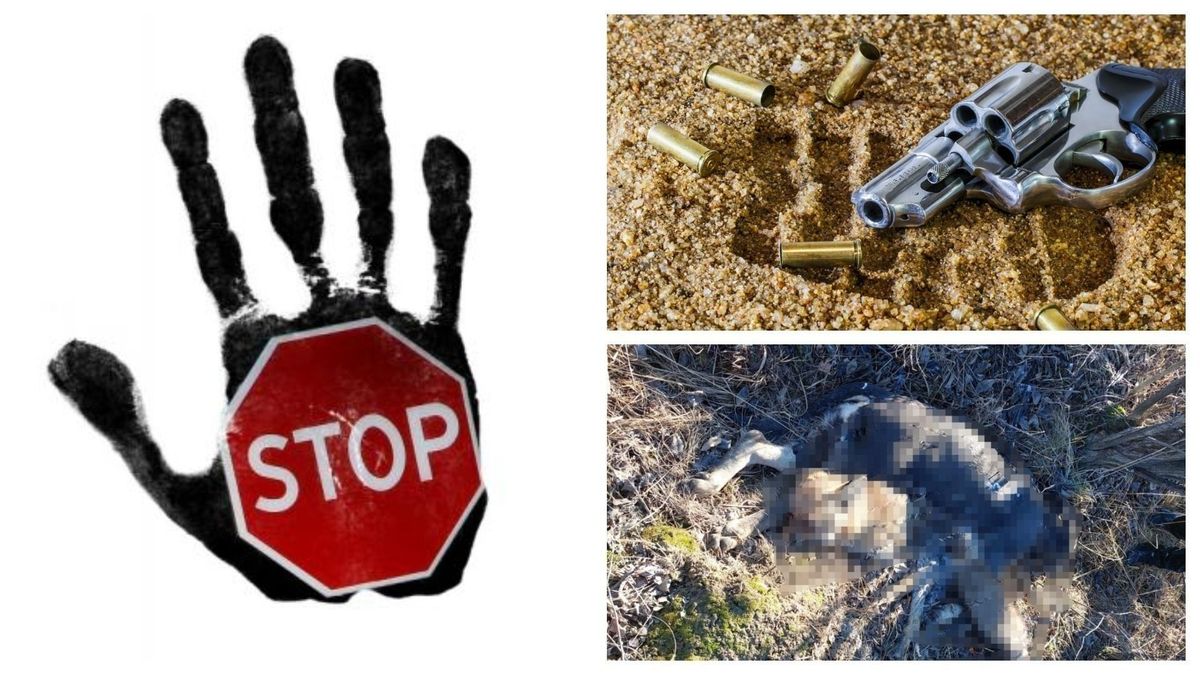 Un câine a fost împușcat în cap și incendiat