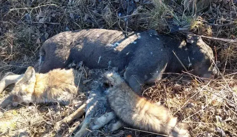 Rocky împușcat în cap, de aproape, apoi incendiat