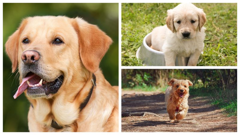 Stop violenta animalelor