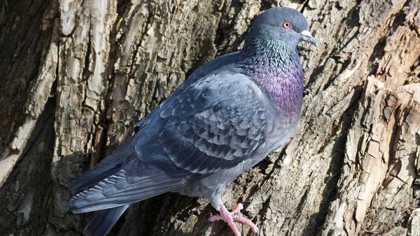 Povestea porumbelului arestat &icirc;n India pentru că ar fi fost spion chinez. După opt luni de &icirc;ncarcerare a fost eliberat