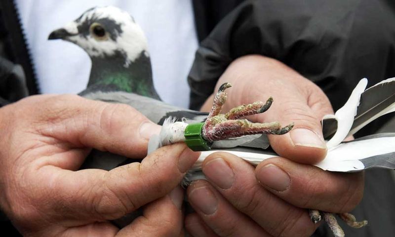 Arestările porumbeilor călători pentru spionaj nu sunt neobişnuite în India.