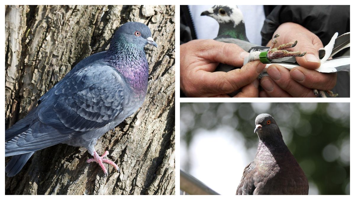  Porumbelul suspectat de spionaj 