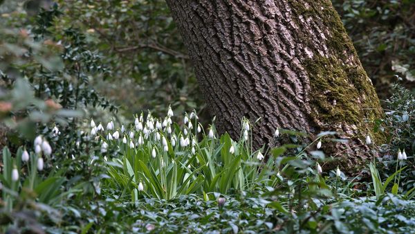 Temperaturi peste cele specifice perioadei, în toată ţara, până aproape de jumătatea lunii martie