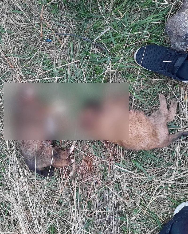 Cinci căței au fost uciși cu bestialitate