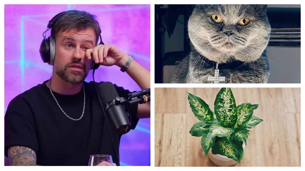 Planta care i-a ucis motanul lui Florin Ristei