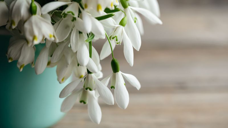 Cum se aleg Babele, la începutul lunii martie 2024? Tradiții și obiceiuri pentru prima lună de primăvara