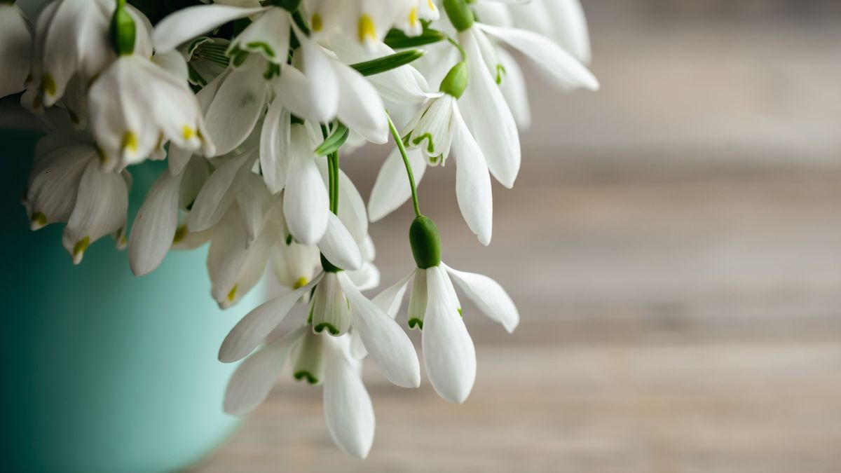 Cum se aleg Babele în luna martie și ce semnificații au?