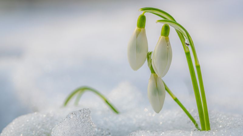 Data exactă când va ninge in Capitala! Meteorologii au emis prognoza pe următoarele luni