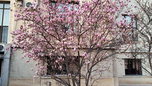 Unde găsești cele mai frumoase magnolii din București: Harta zonele unde acestea au inflorit deja