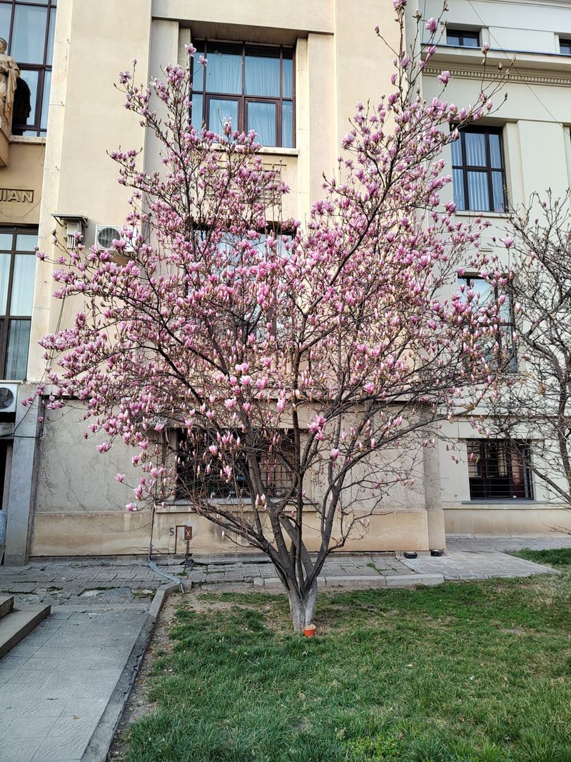 Magnoliile din București îți vor oferi o experiență memorabilă