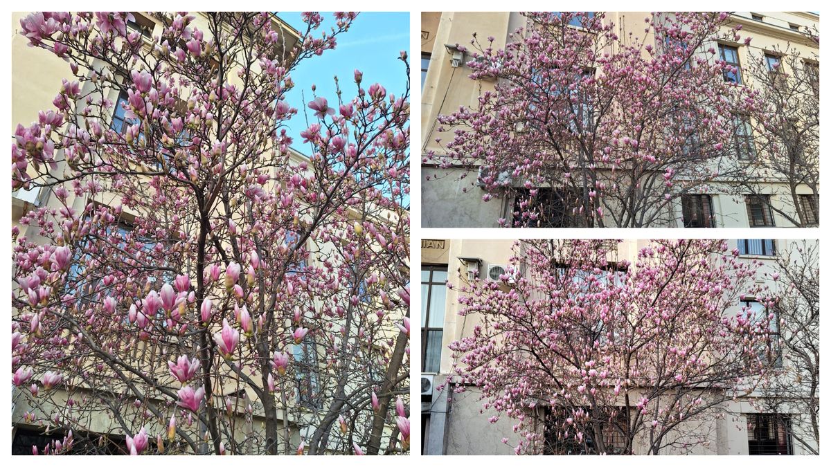 Cele mai frumoase magnolii din București