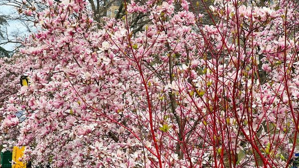 Meteorologii anunță noi schimbări ale vremii. Ce temperaturi vom avea în prima jumătate a lunii aprilie