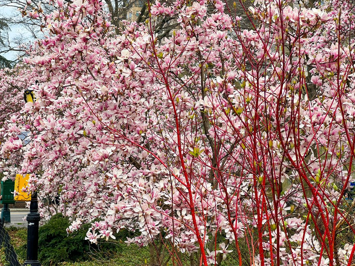 Primavara la New York