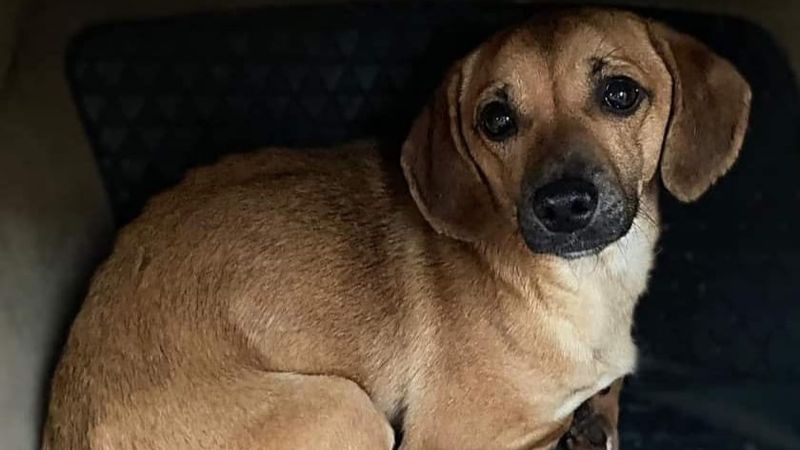 Povestea lui Patrocle, cățelul pierdut pe care &icirc;l caută tot Bucureștiul: &rdquo;Vă rugăm să ne ajutați să-l găsim!&rdquo;