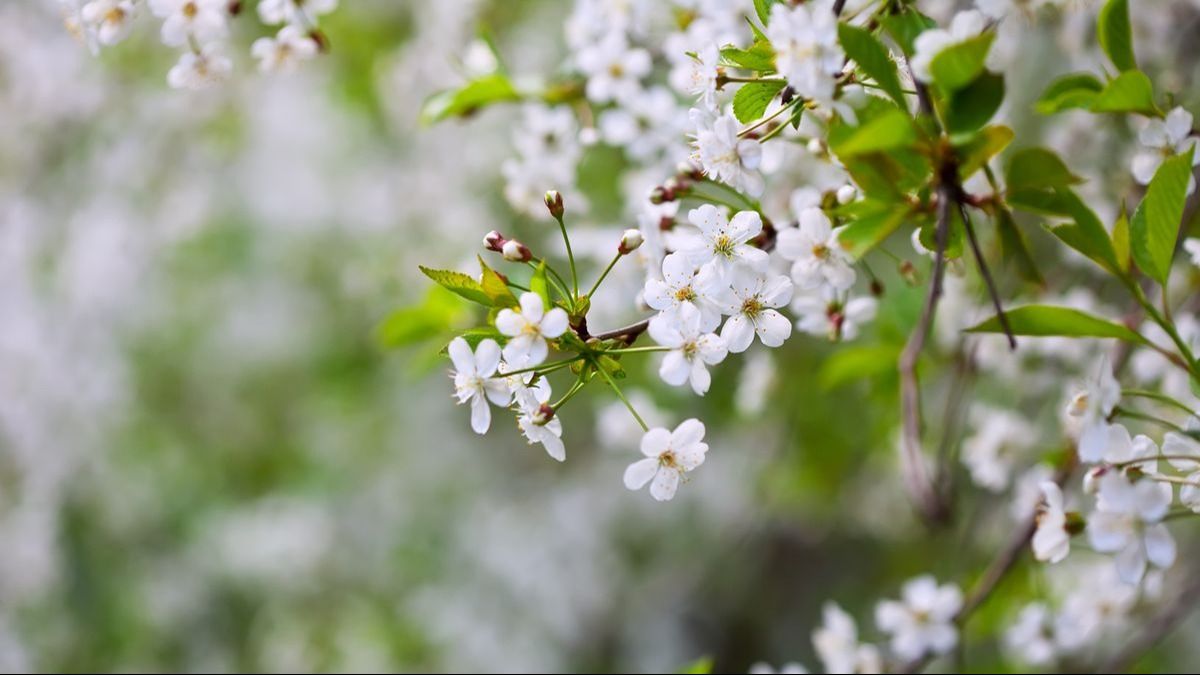 Temperaturi fără precedent la sfârșitul lui Martie! Vremea se schimbă radical în weekend