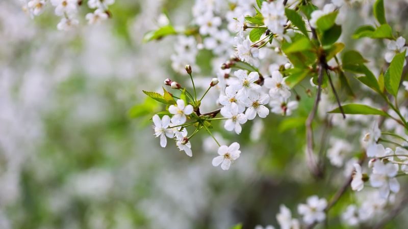 Temperaturi fără precedent la sf&acirc;rșitul lui Martie! Vremea se schimbă radical &icirc;n weekend