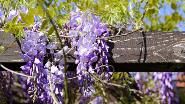 Harta glicinelor din București: Unde poți face cele mai frumoase poze pentru Instagram în aprilie 2024