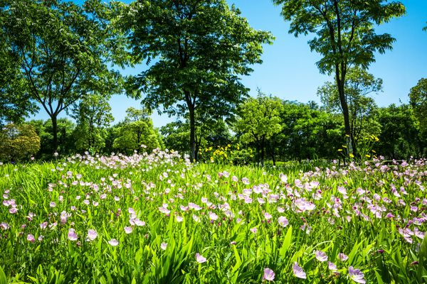 Temperaturi de vară &icirc;n weekendul 30-31 martie 2024: Vom avea 28 de grade! Ce se &icirc;nt&acirc;mplă cu vremea?