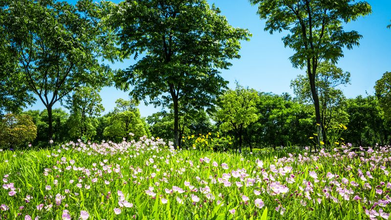 Temperaturi de vară &icirc;n weekendul 30-31 martie 2024: Vom avea 28 de grade! Ce se &icirc;nt&acirc;mplă cu vremea?
