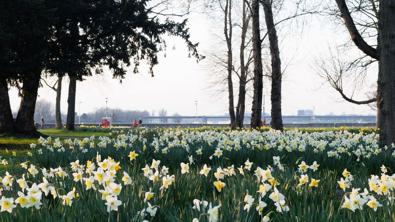 Vreme de vară &icirc;n aprilie 2024: Temperaturi fără precedent &icirc;n &icirc;ntreaga țară. Vom avea, totuși, și ploi. Prognoza meteo ANM
