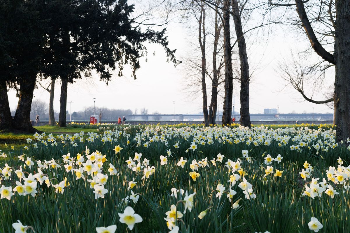 Primavara in Dusseldorf