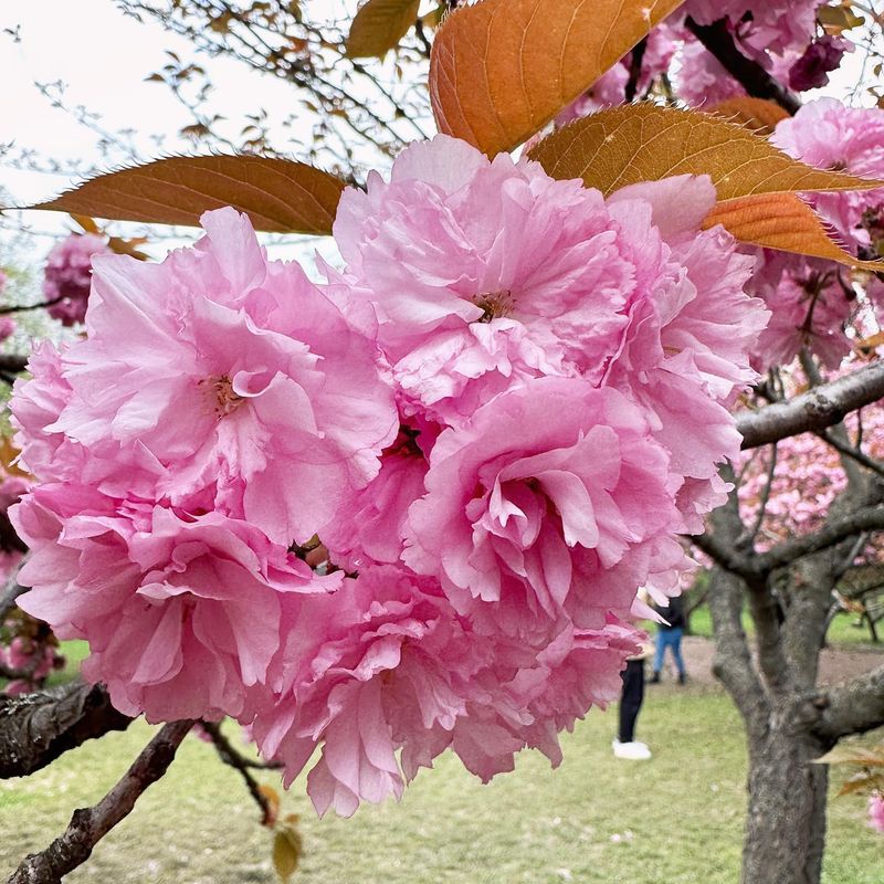 Iată când înfloresc cireșii din Grădina Japoneză